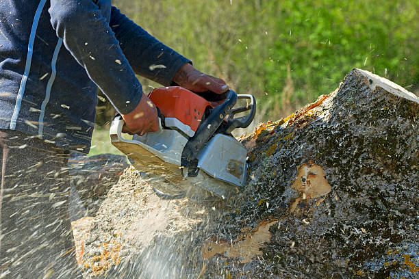 Best Tree Mulching  in Schriever, LA